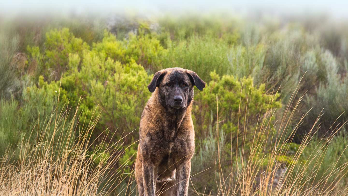 Cão da Serra da Estrela