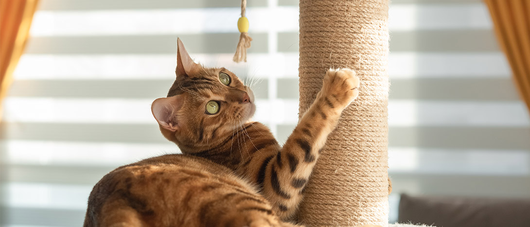 Arranhador para gatos