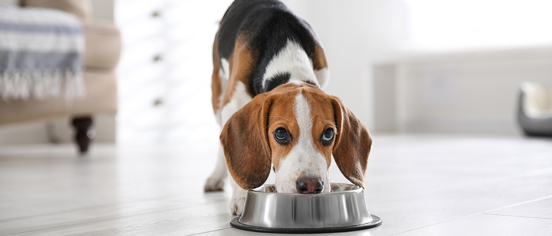 Alimentos que cães não podem comer