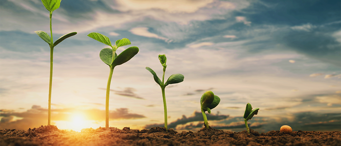 Agricultura regenerativa