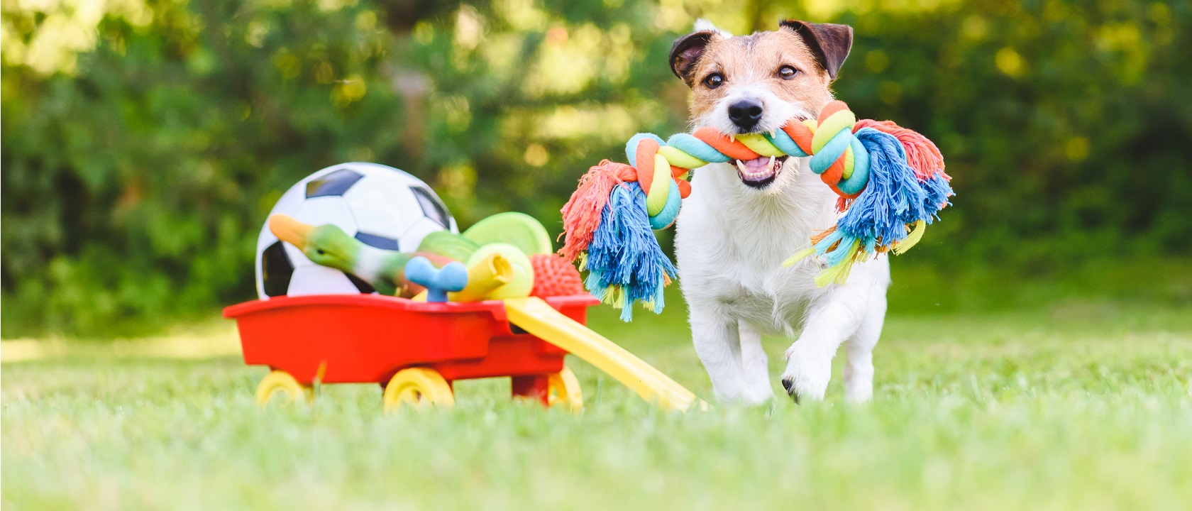 Melhores brinquedos para cães